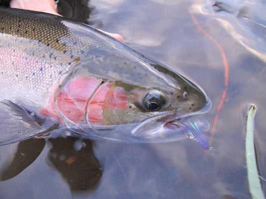 steelhead wild idaho