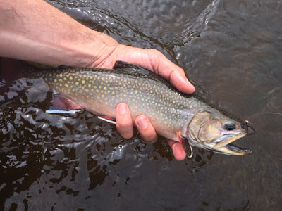 Black Hills Fishing Report July 7th 2015