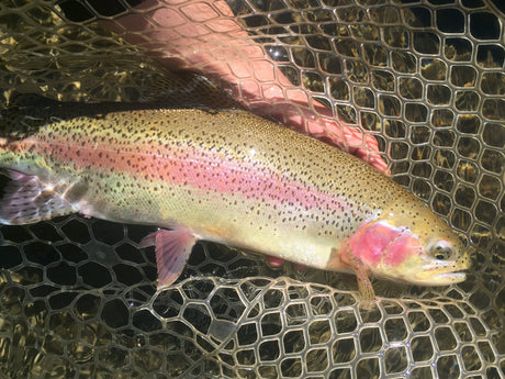 Black Hills Fishing Report - 5/25/2017