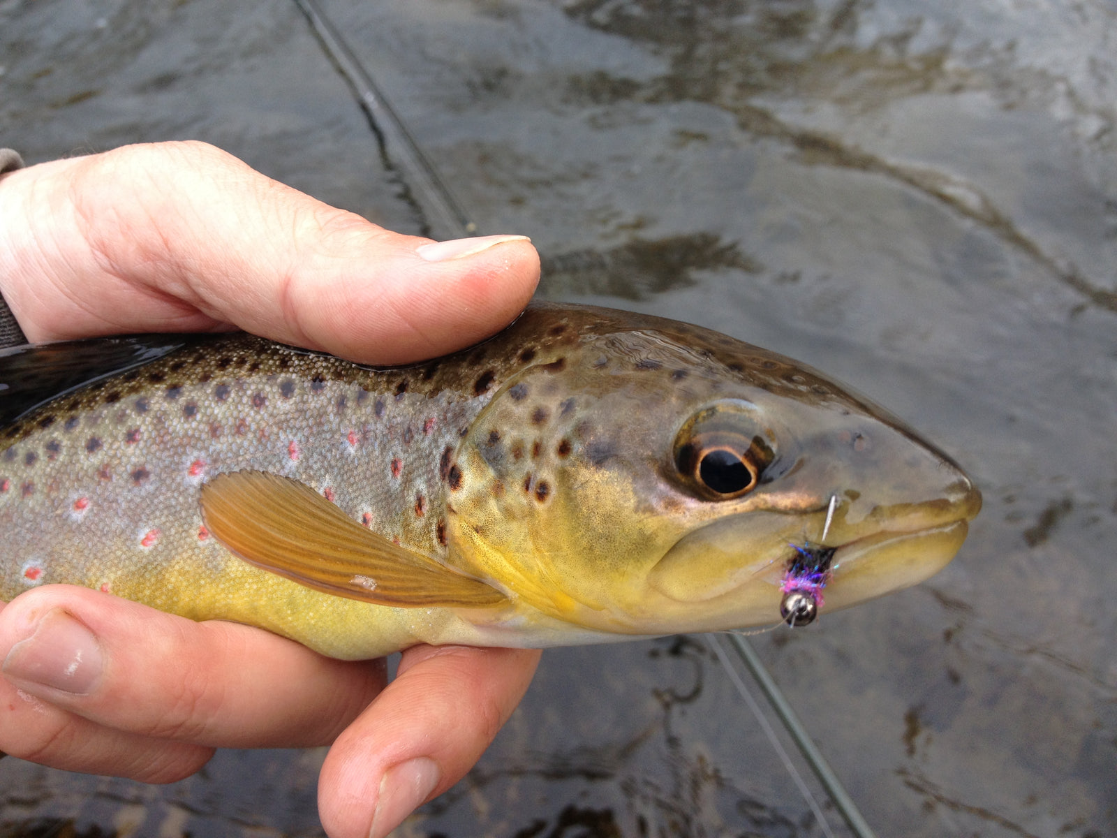 Black Hills Fishing Report- November 21st 2012