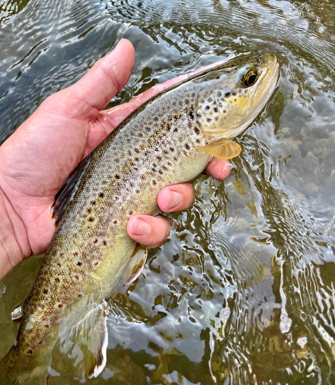 Black Hills Fishing Report June 22nd 2023