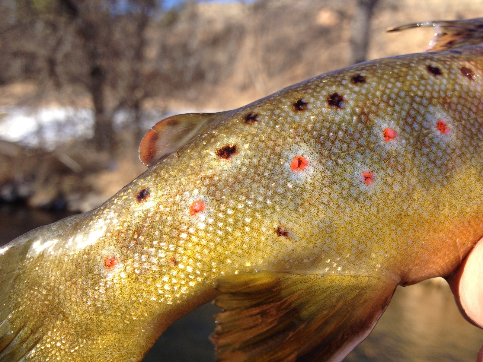 black hills brown trout fin