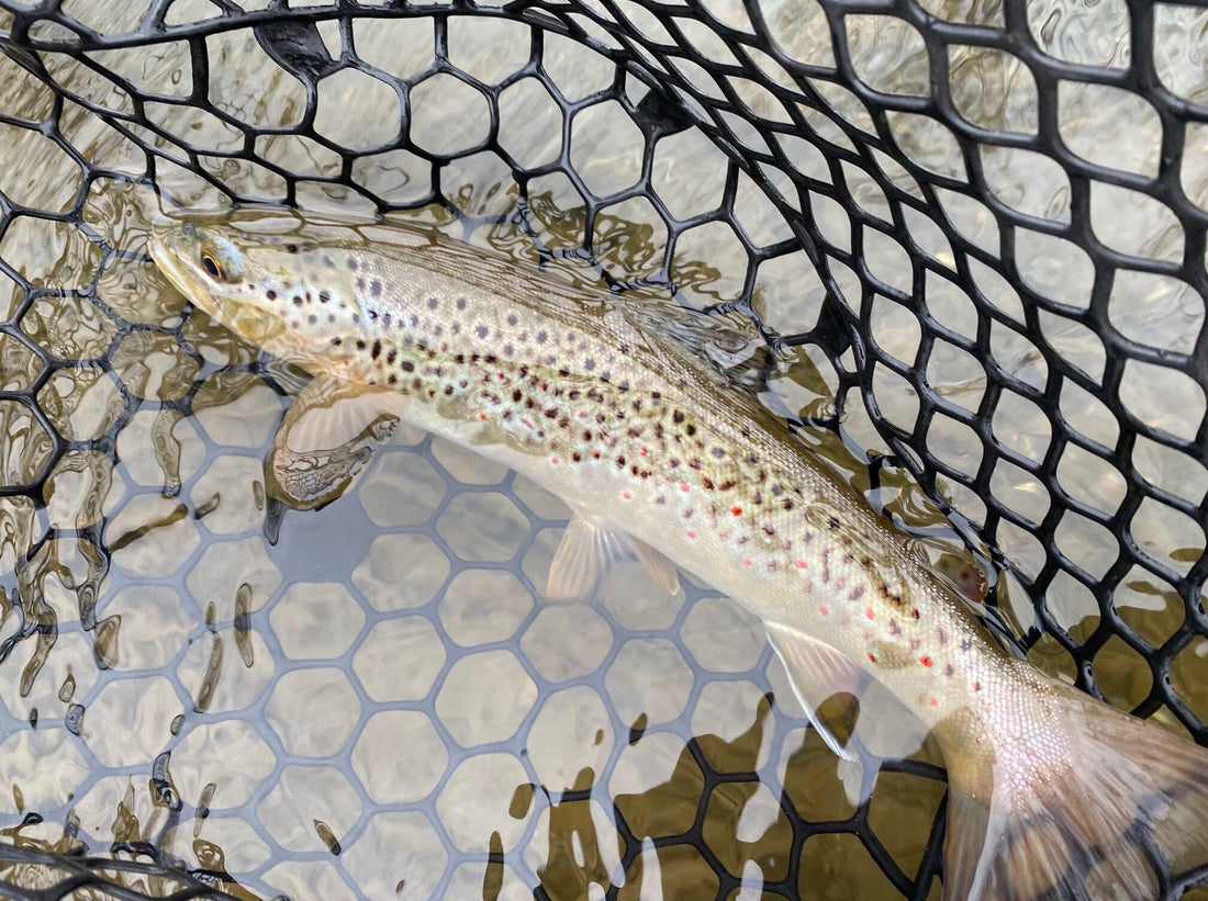 Black Hills Fishing Report - 3/22/2021