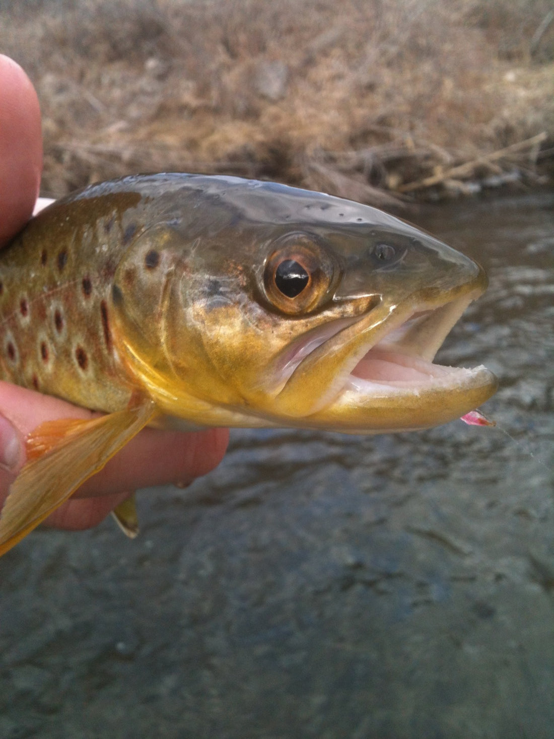 The Truchas Are Biting!