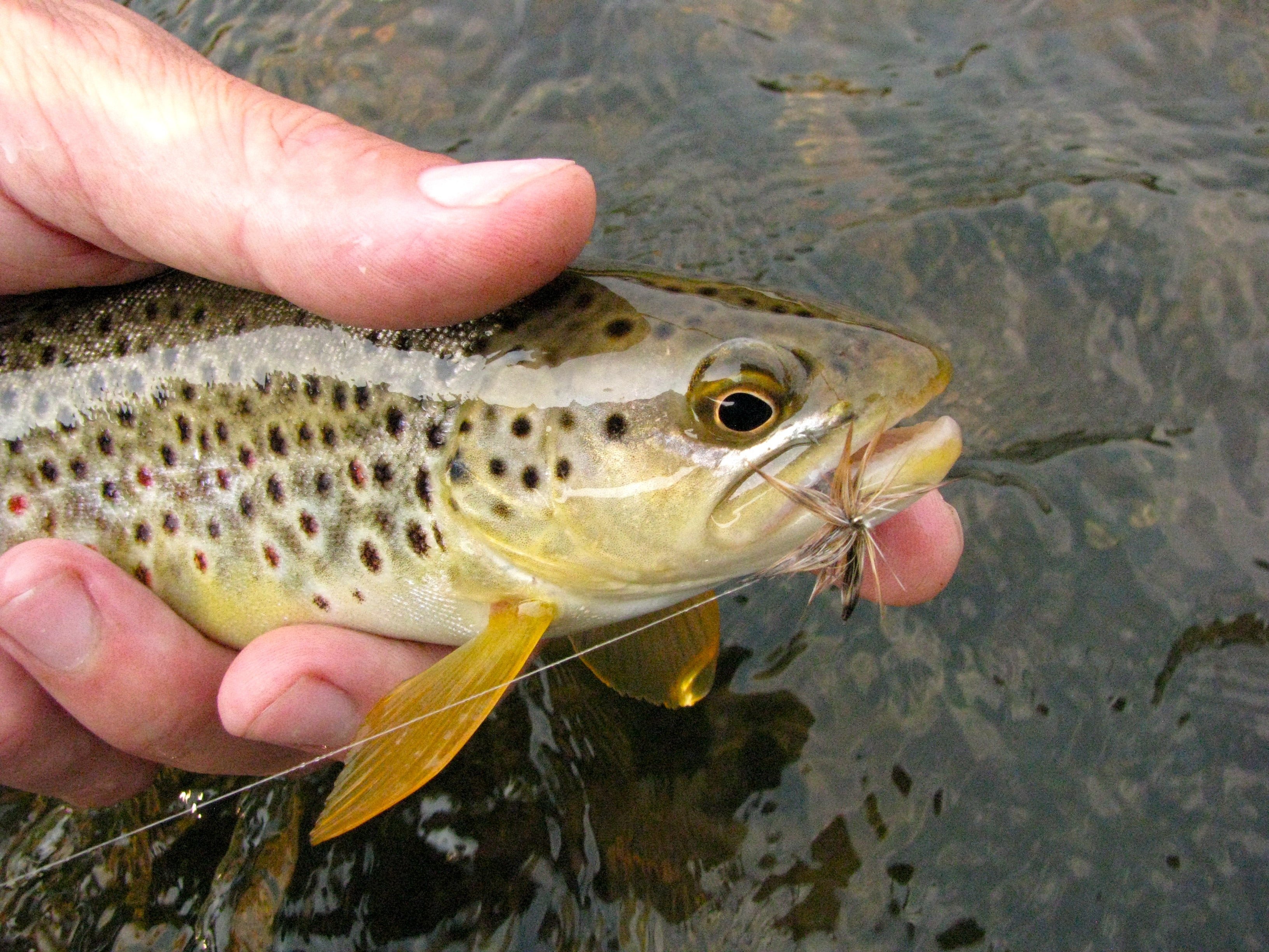 Black Hills Fishing Report 7/10/12 - Dakota Angler & Outfitter - Black ...