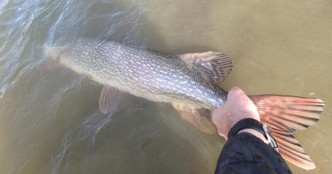 Black Hills Fall Pike Fishing Update