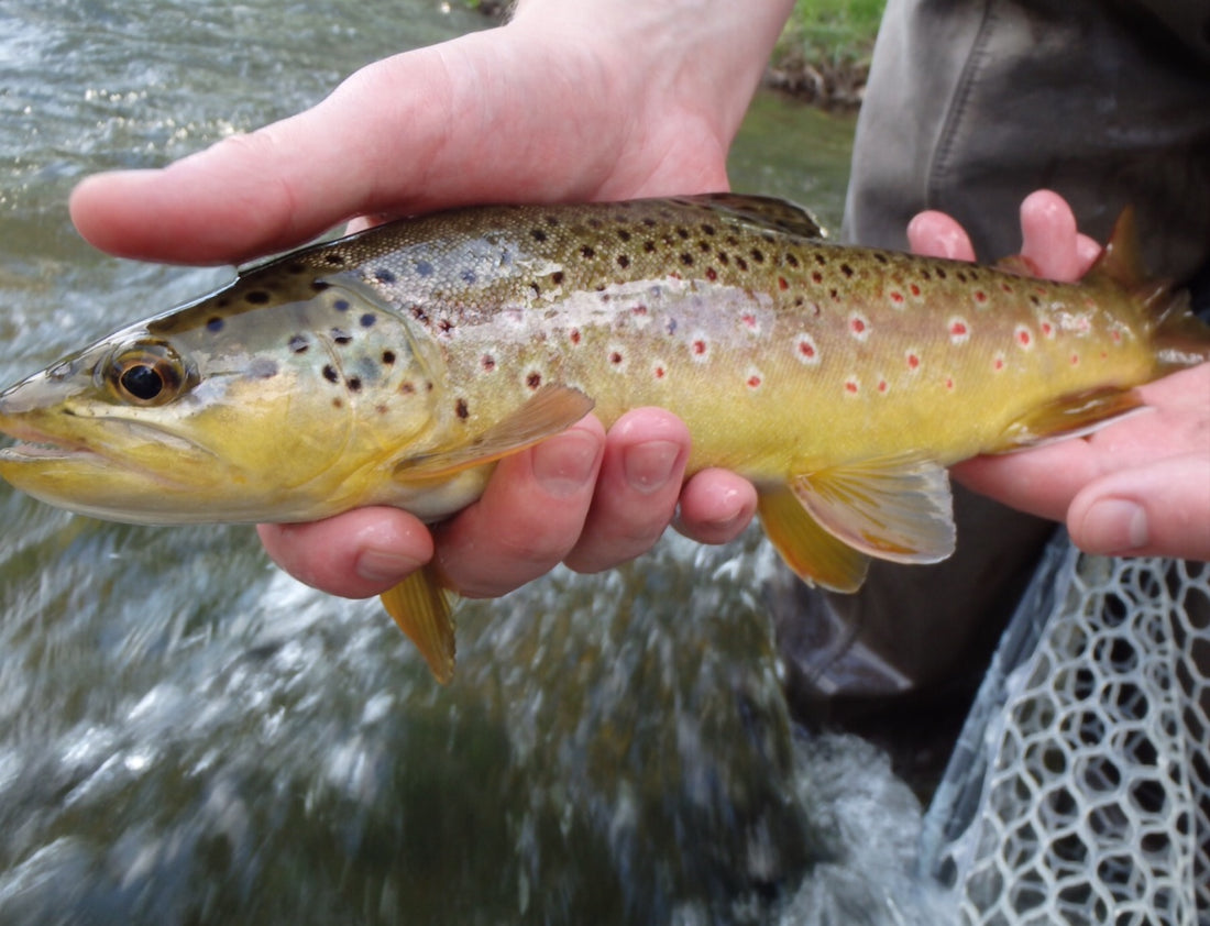 Black hills tenkara fishing july 2014