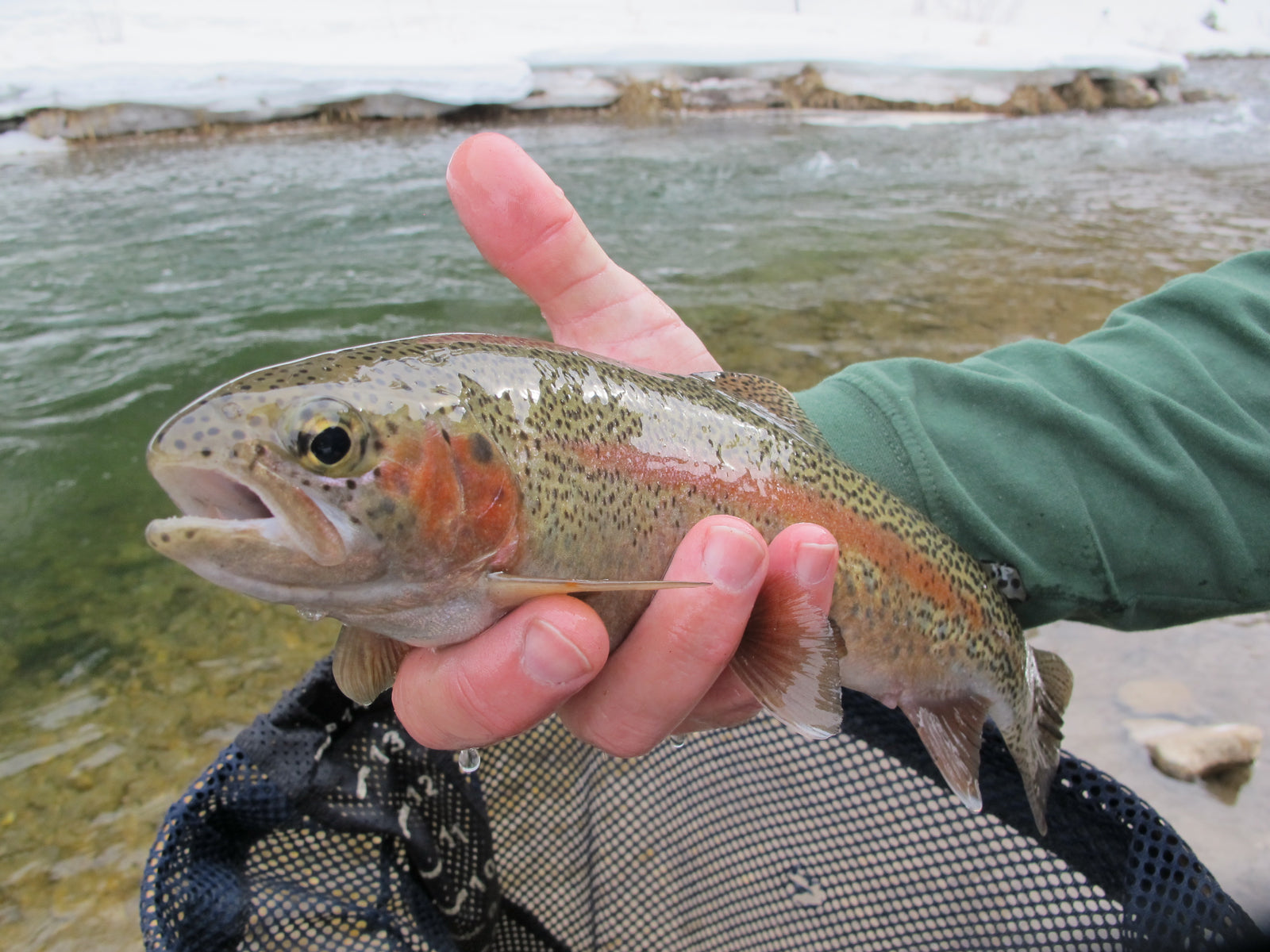 Spearfish Canyon Rainbow Trout fishing