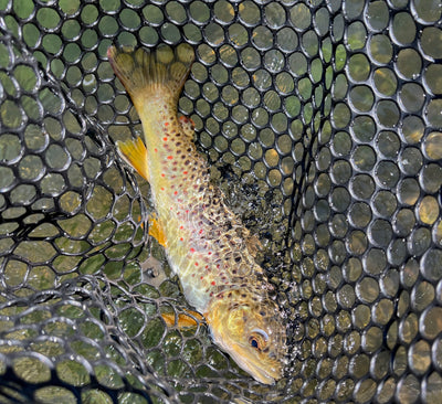 Black Hills Fly Fishing Report August 18th 2023