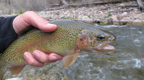 Spearfish Canyon Rainbow Trout Fishing