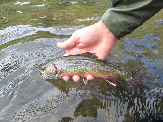 Black Hills Brook Trout