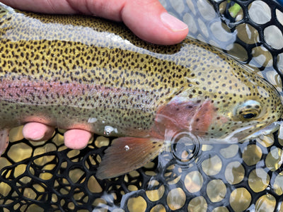 Black Hills Fly Fishing Report August 24th 2023