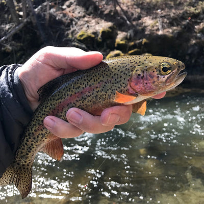 Black Hills Fishing Report - 10/10/2019