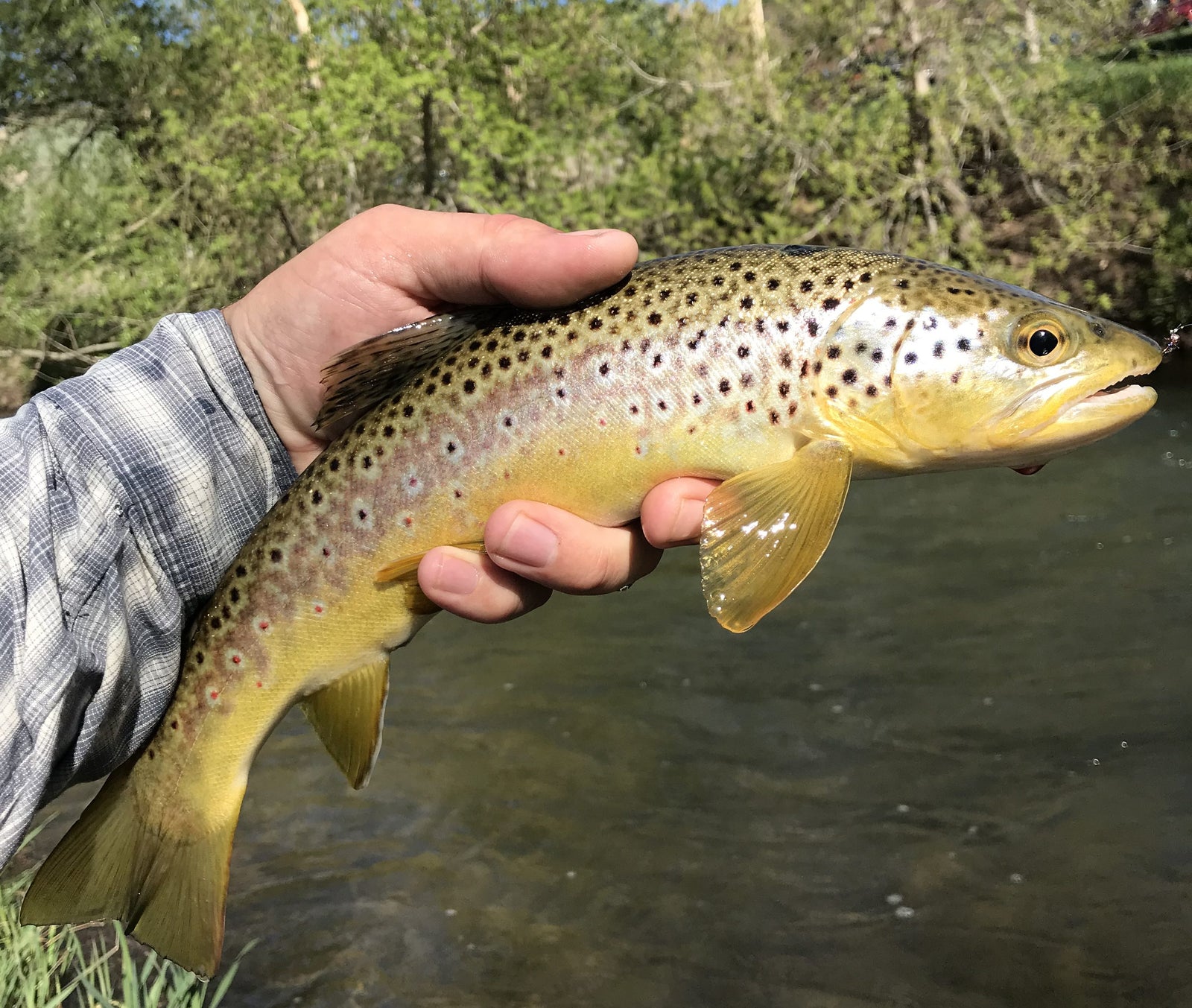 Black Hills Fishing Report - 5/14/2018