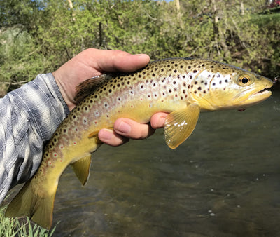 Black Hills Fishing Report - 5/14/2018
