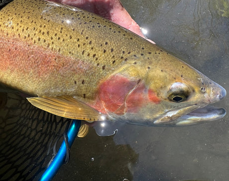 Black Hills Fly Fishing Report September 7th 2023