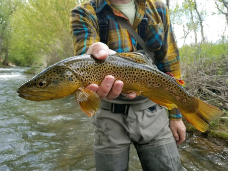 Black Hills Fishing Report - 5/21/2018