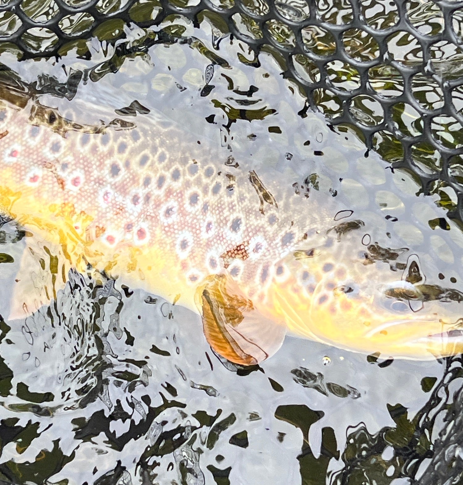 Black Hills Fly Fishing Report September 22nd 2023