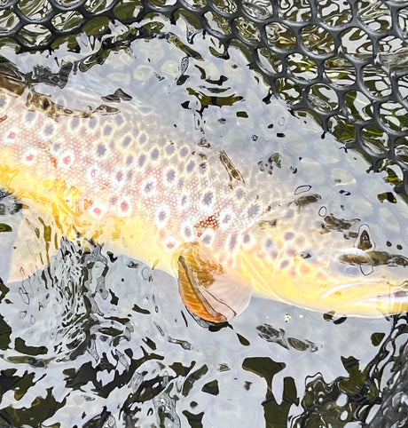 Black Hills Fly Fishing Report September 22nd 2023