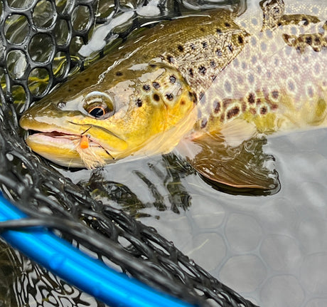 Black Hills Fly Fishing Report September 15th 2023