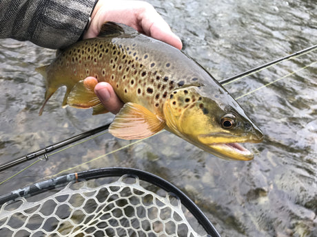 Black Hills Fishing Report - 10/4/2018