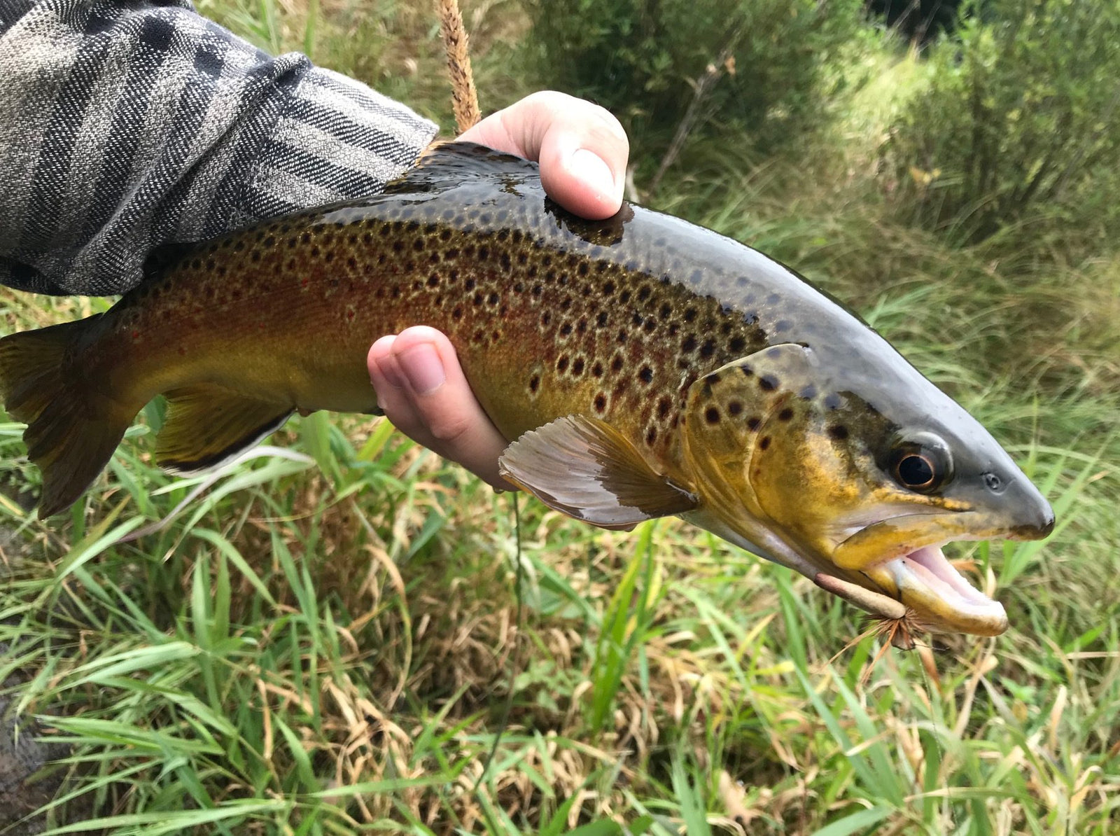 Black Hills Fishing Report - 10/10/2018