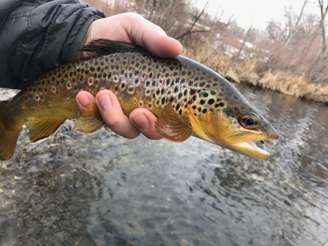 Black Hills Fishing Report - 1/14/2018