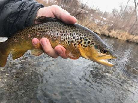 Black Hills Fishing Report - 1/14/2018