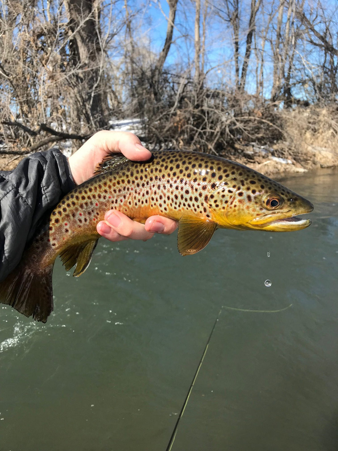 Black Hills Fishing Report - 3/13/2019