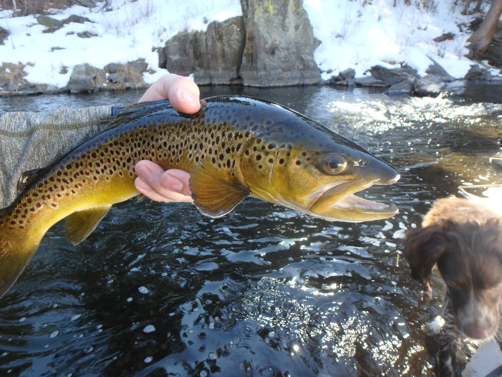 Black Hills Fishing Report - 4/19/2019