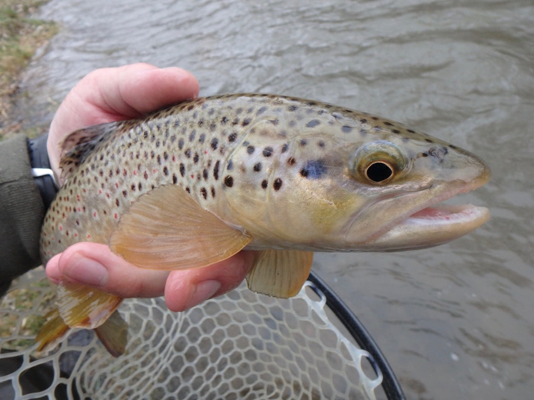 Black Hills Fishing Report - 4/27/2019