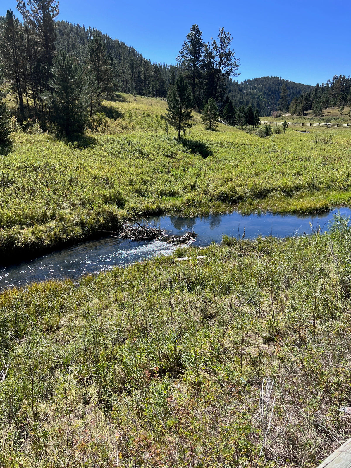 Black Hills Fishing Report September 24th, 2026
