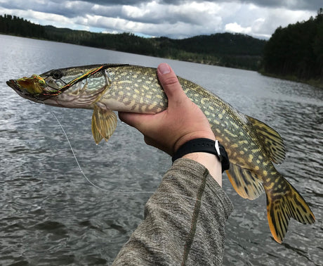 Black Hills Fishing Report June 20th 2019