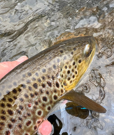 Black Hills Fly Fishing Report February 22nd 2024