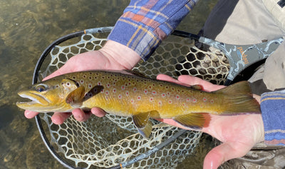 Black Hills Fishing Report - 2/28/2020