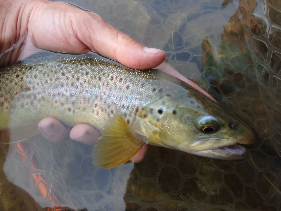 Black Hills Fishing Report - 9/1/2017