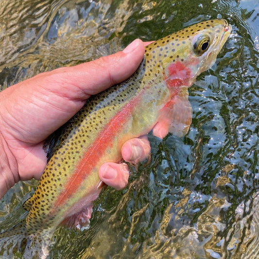 Black Hills Fishing Report - 10/16/2020