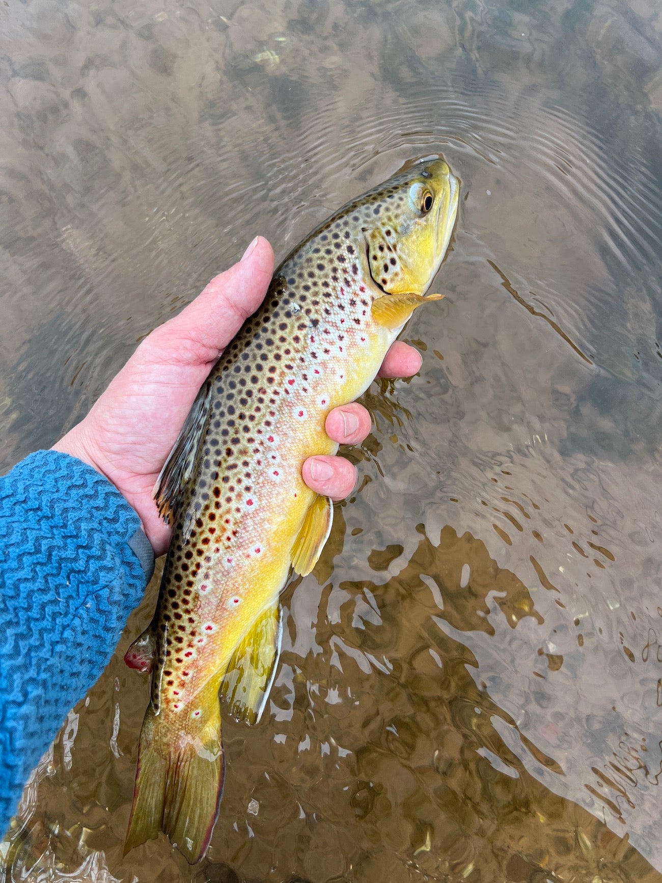 Black Hills Fly Fishing Report March 16th 2024