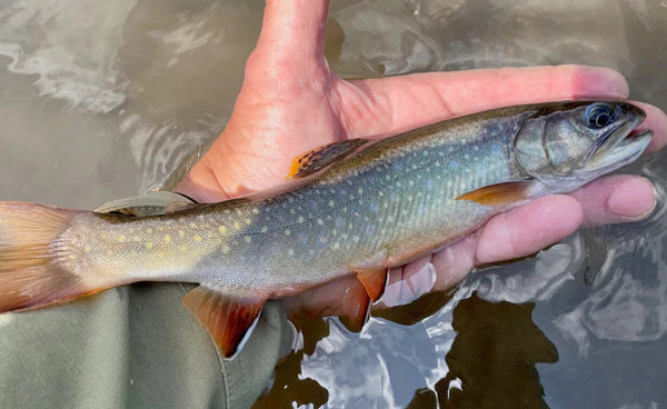 Black Hills Fly Fishing Report July 14 2023