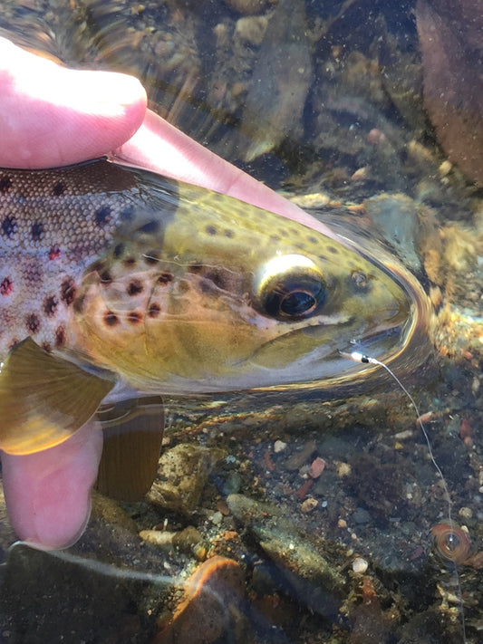 Black Hills Fishing Report - 12/2/2017
