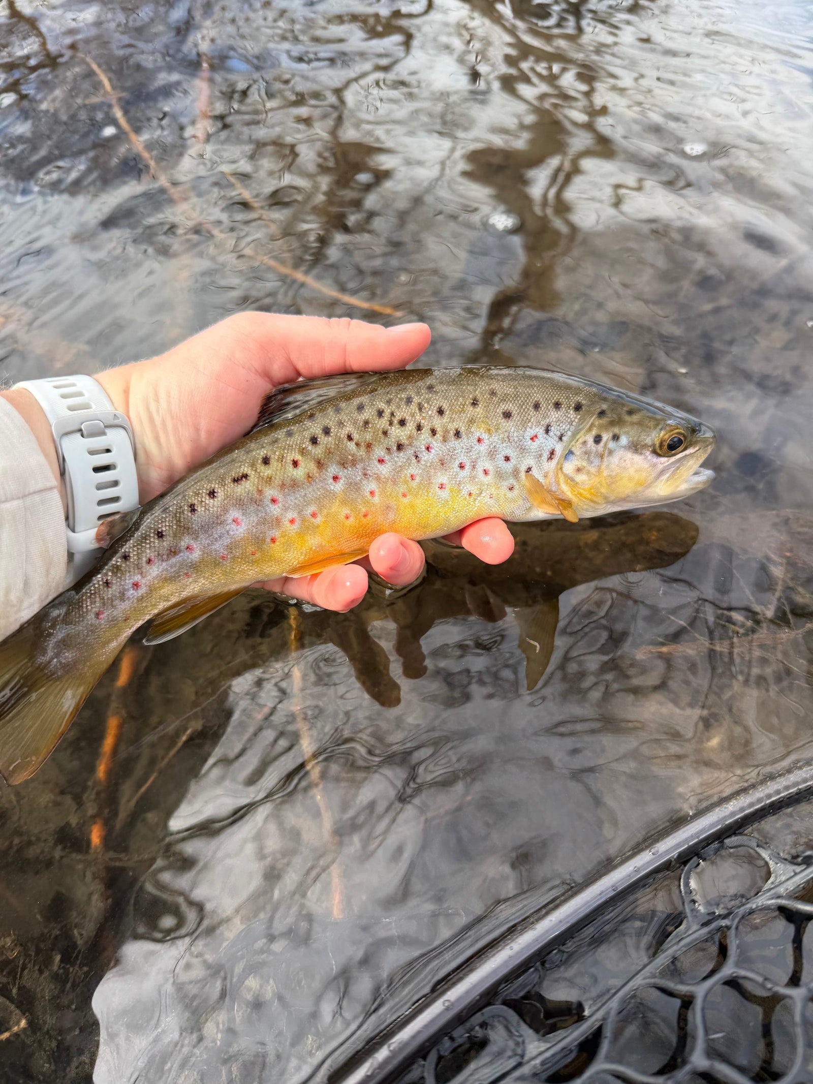 Black Hills Fly Fishing Report, April 10, 2026