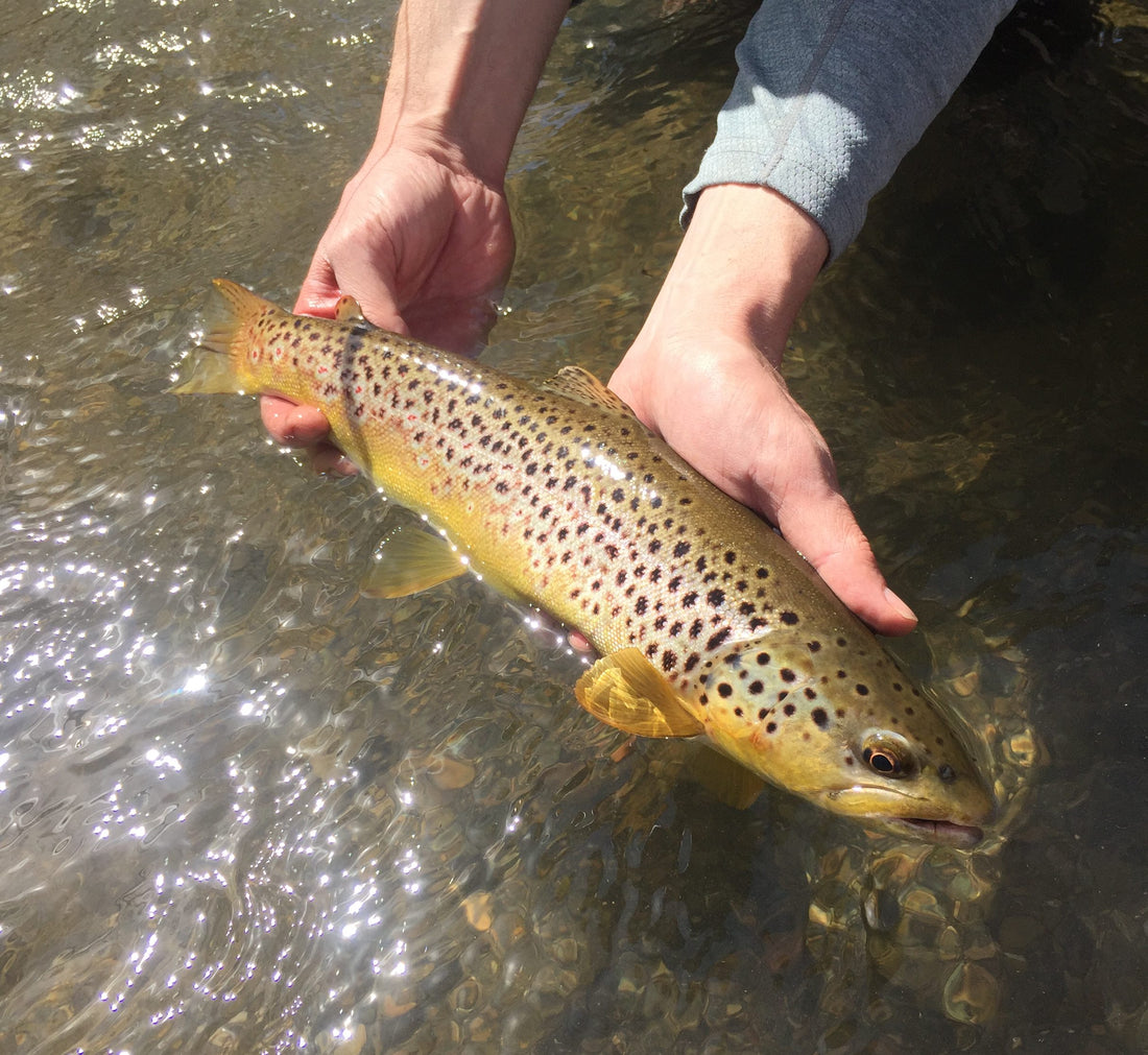 Black Hills Fishing Report - 4/26/2018