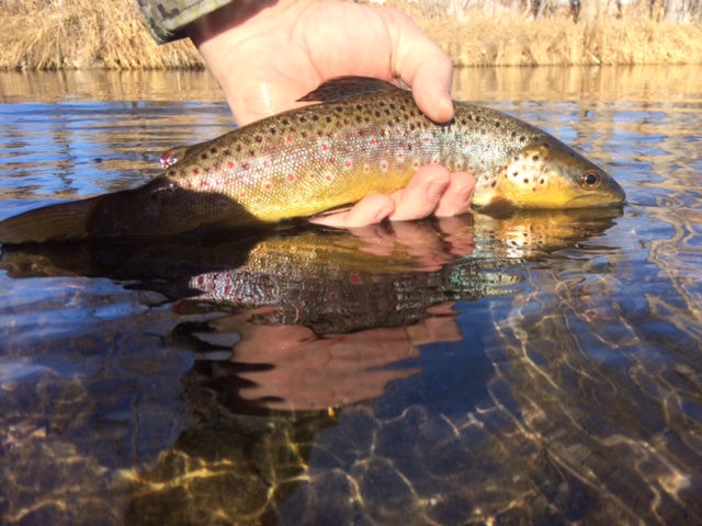 Black Hills Fishing Report - 1/10/2018