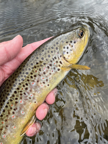 Black Hills Fishing Report - 3/1/2022