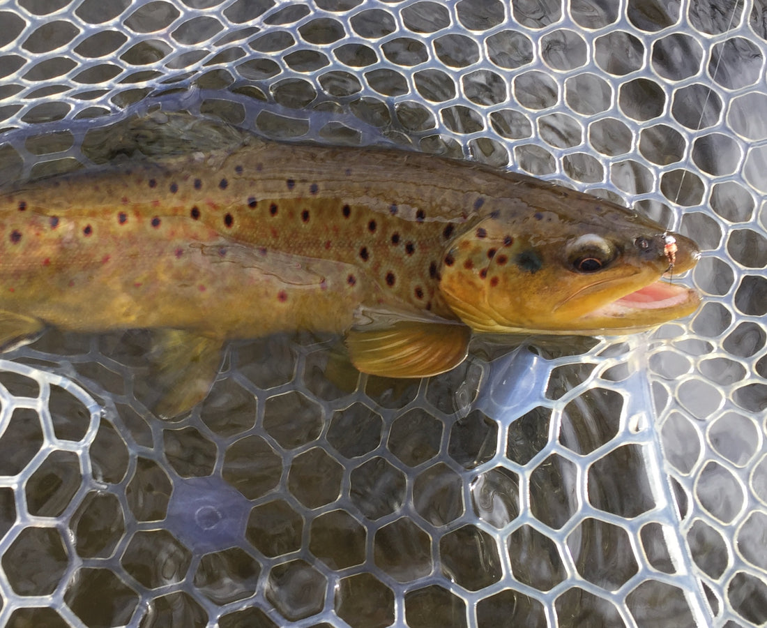 Black Hills Fishing Report - 12/4/2018