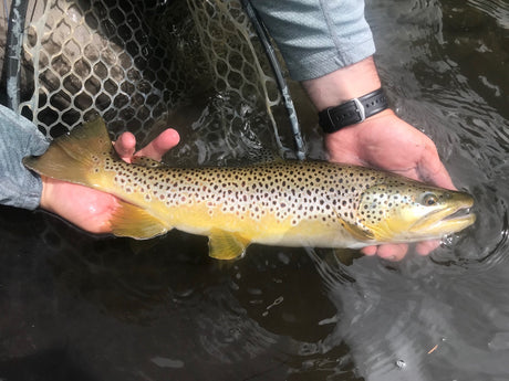 Black Hills Fishing Report - June 15th 2020