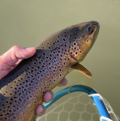 Black Hills Fishing Report - 3/18/2020