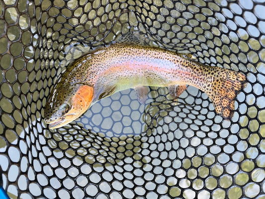 Black Hills Fishing Report September 10th 2024