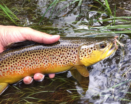 Black Hills Fishing Report - 9/25/2019