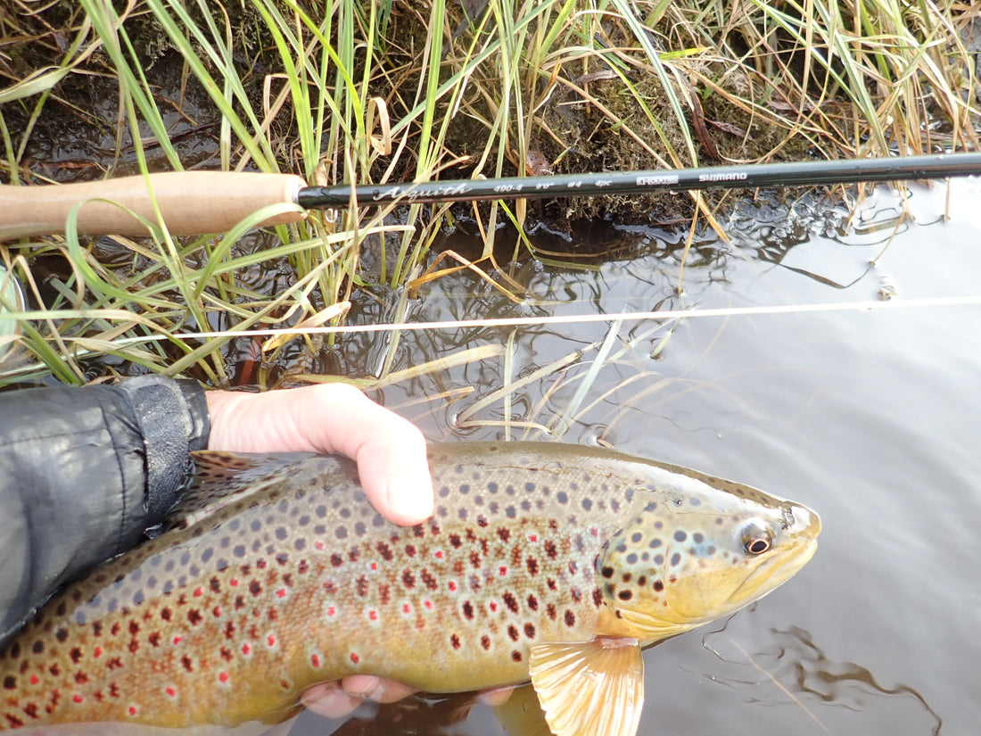 Black Hills Fishing Report - 11/15/2019